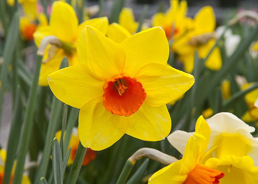 Daffodils