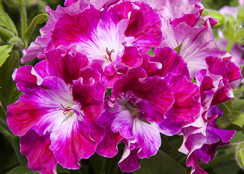 Bright Pink Geranium