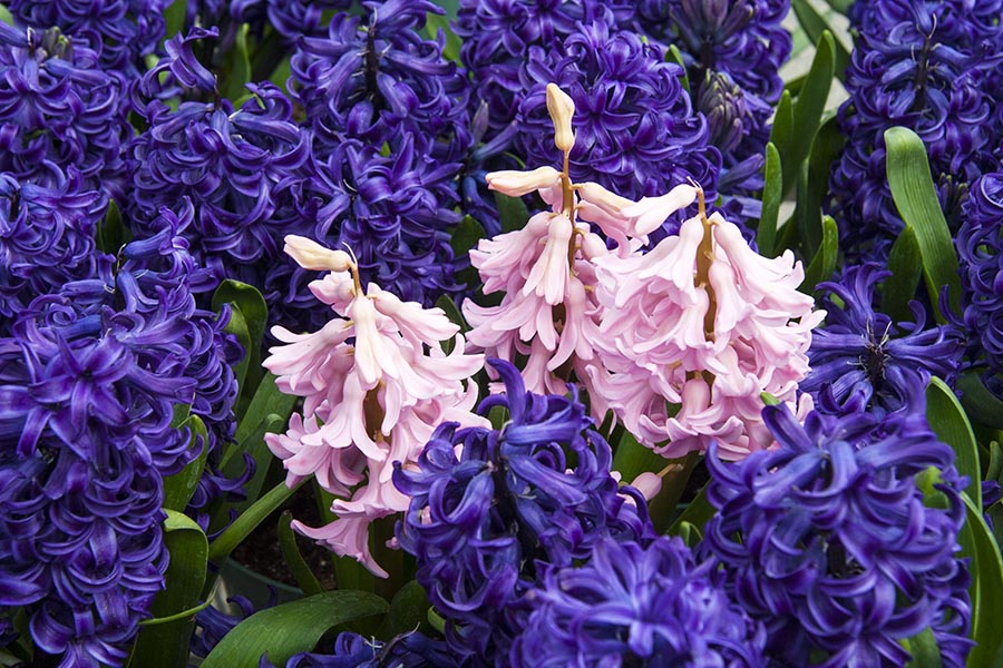 Pink Hyacinths