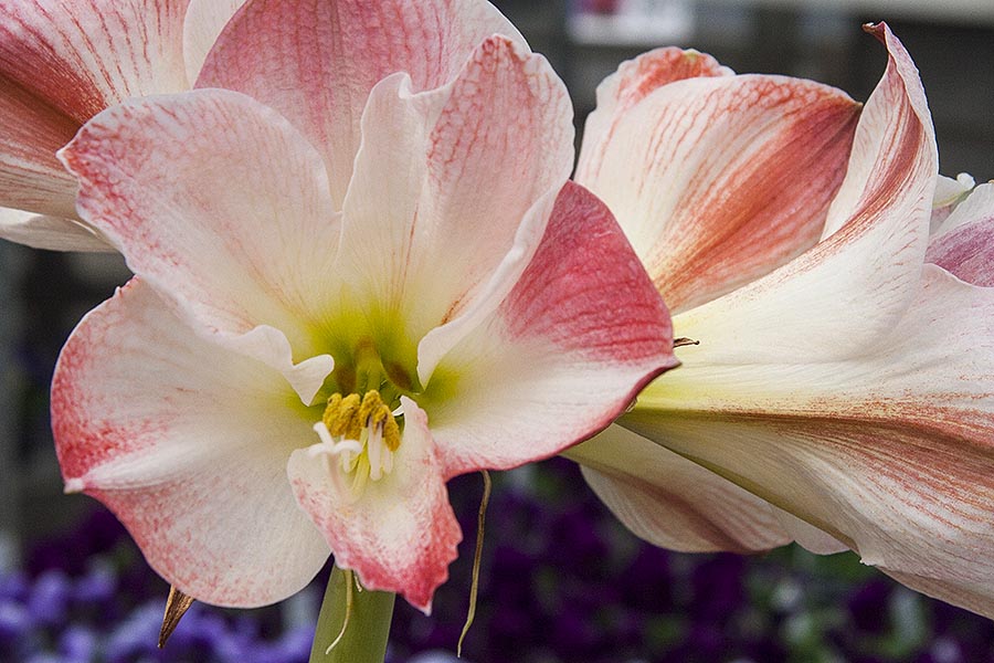 Amaryllis