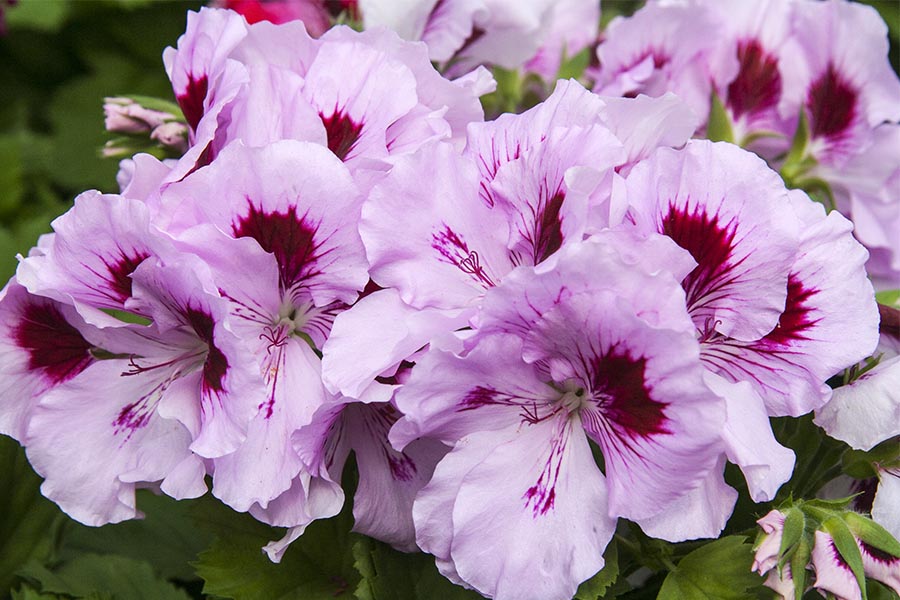 Lavender Geranium