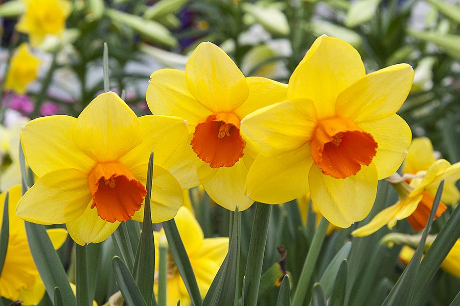 Cheery Daffodils