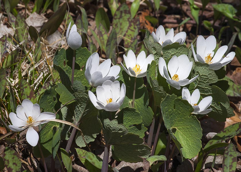 Bloodwort