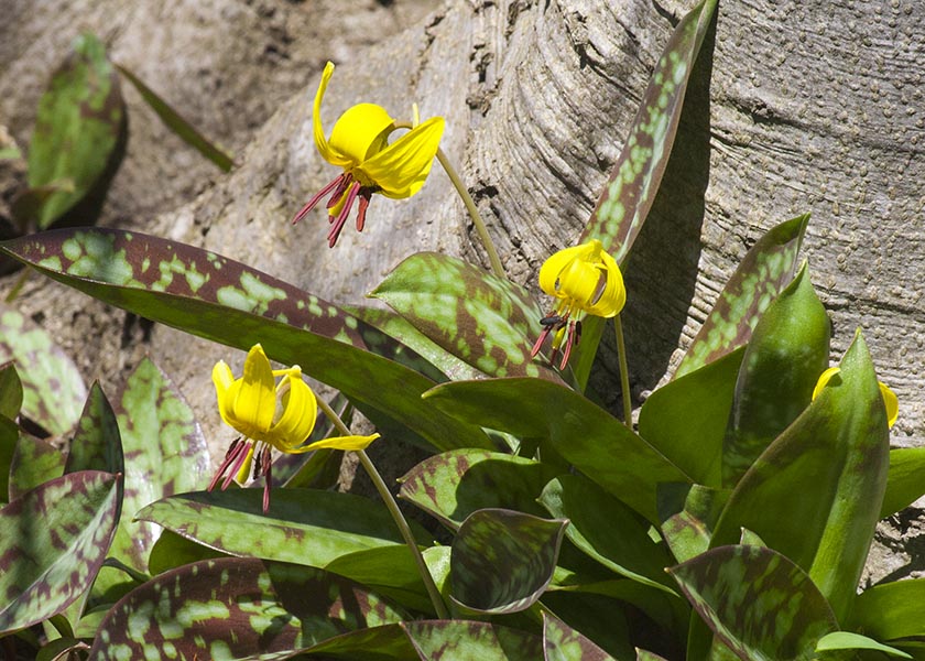 Trout Lilies