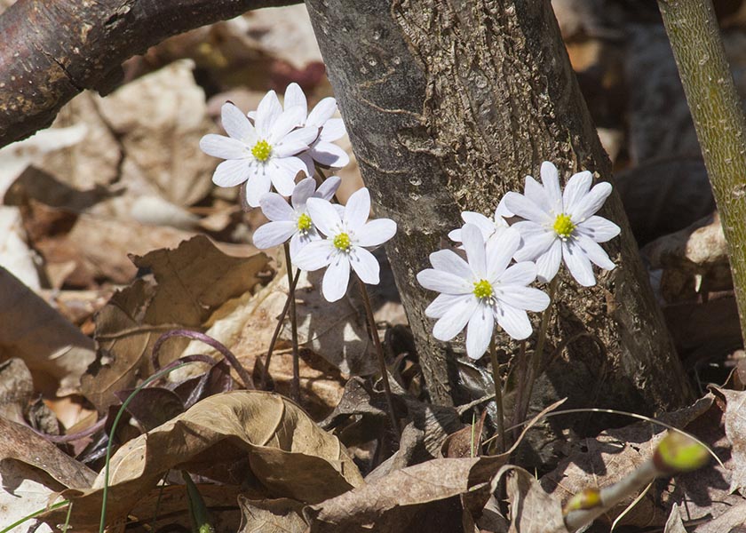 Hepatica