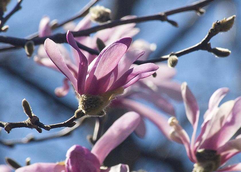 Star Magnolia Opening