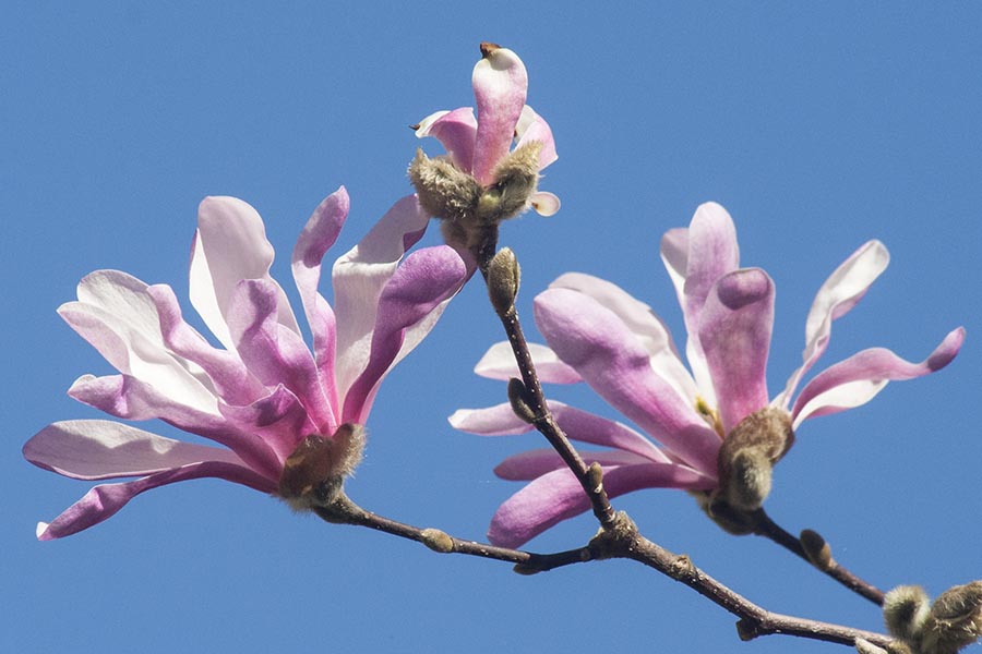 Star Magnolia Blossoms