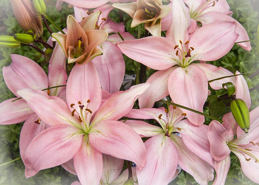 Birthday Lilies