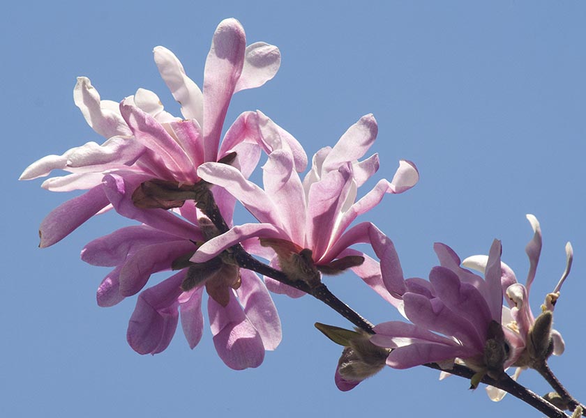 Star Magnolia Blossoms