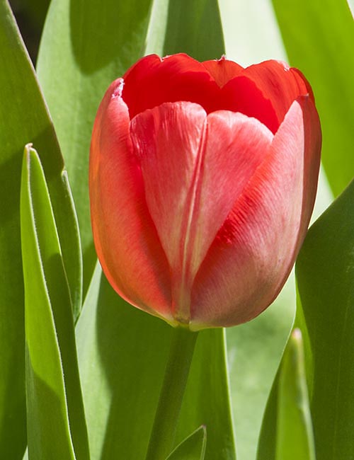 the Very First Tulip