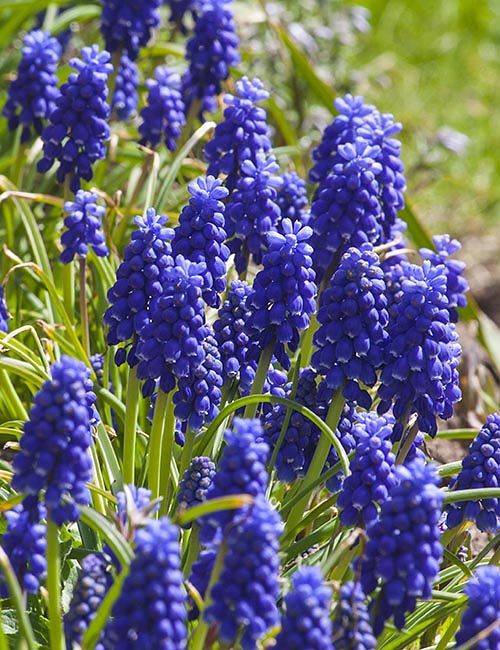 Grape Hyacinths