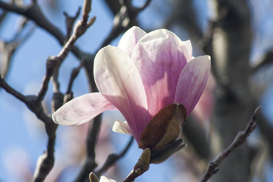 Saucer Magnolia Blossom