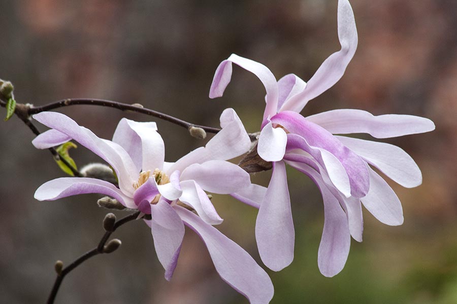 Star Magnolia Flowers