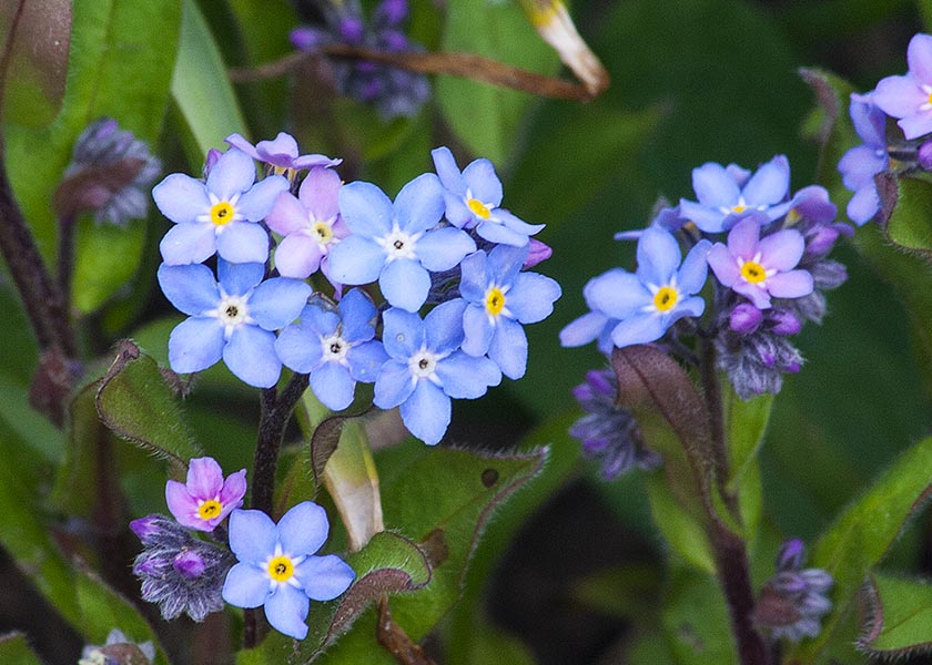 Forget-Me-Nots Starting to Bloom