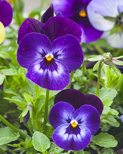 Purple Pansies