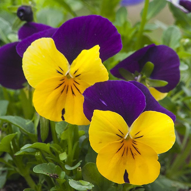 Pansies