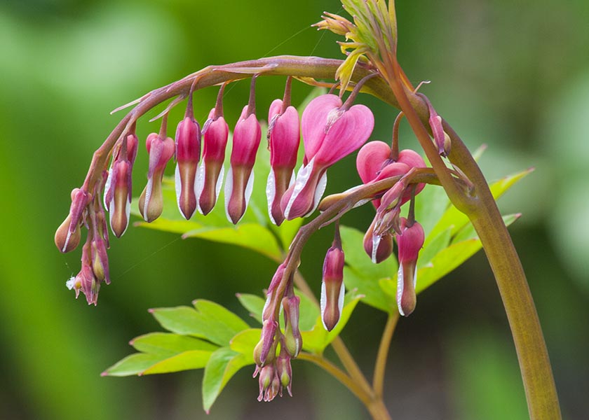 Bleeding Hearts