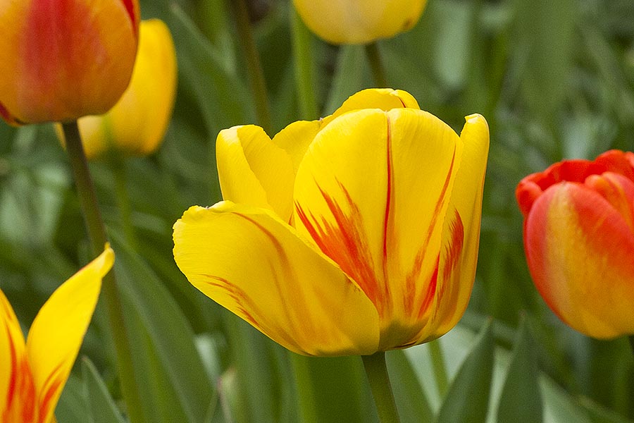 Tulips Starting to Bloom
