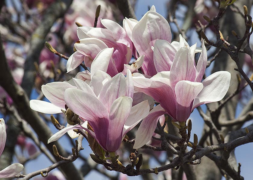 Magnolia in Full Bloom