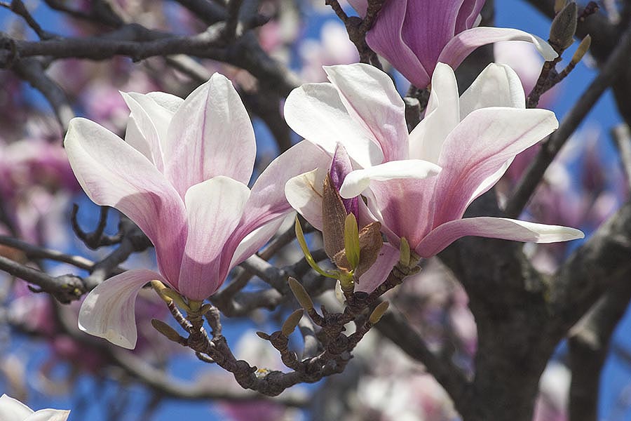 Magnolia Blooms