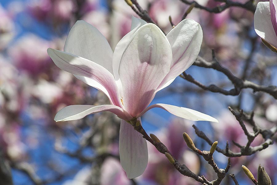 Single Magnolia