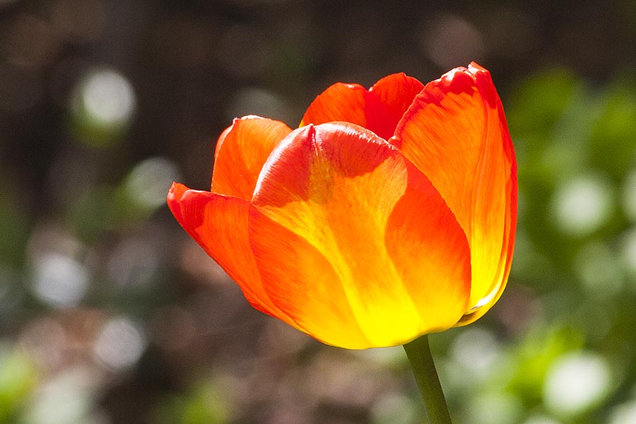 Translucent Tulip