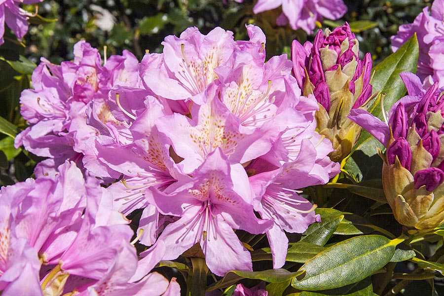 Pink Rhododendron