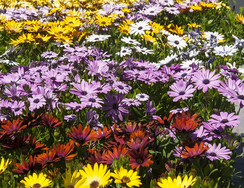 Colourful Daisies for Sale
