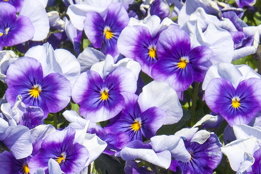Cheery Violas