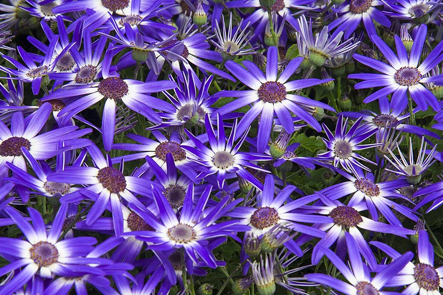 Blue Cineraria