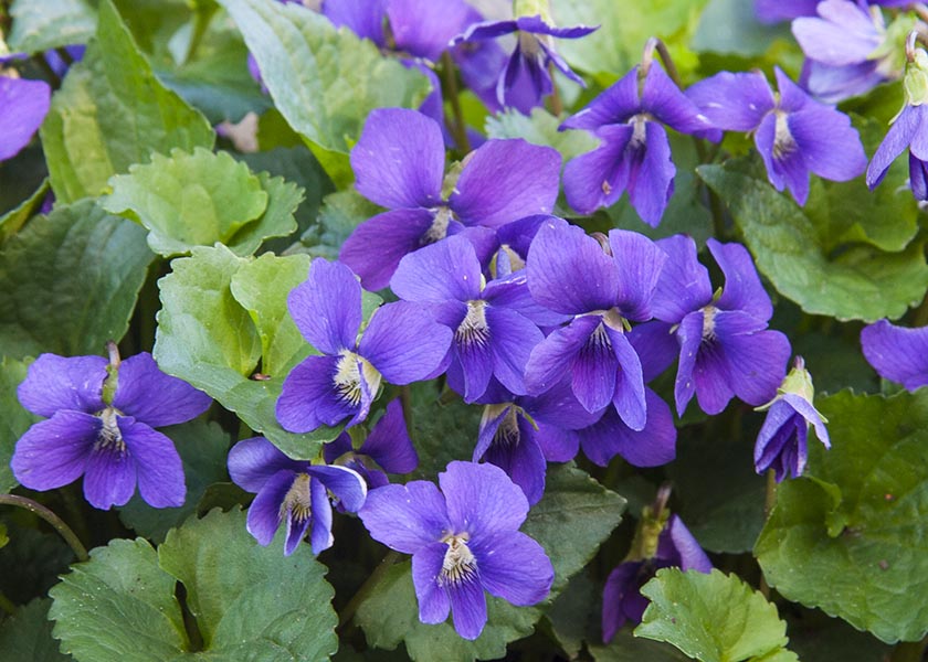 Violets in Bloom