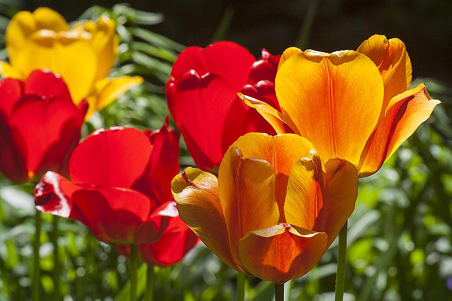 Tulips Almost Finished