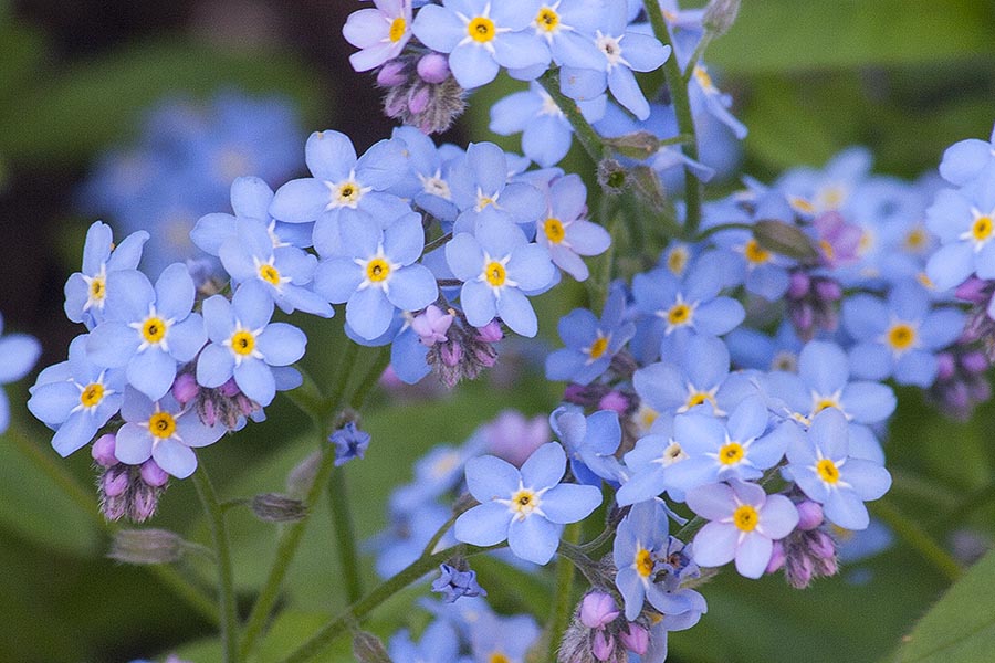 Forget-Me-Nots in Full Bloom