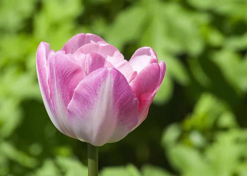 Pink Tulip
