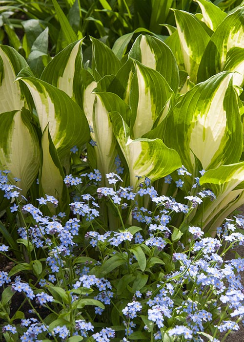 Hostas & Forget-Me-Nots