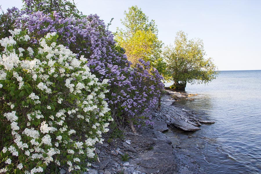 Lilacs Along the Shore