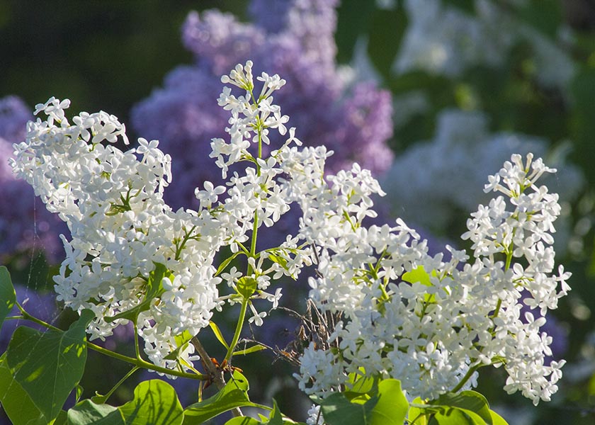 White Lilacs in the Evening Sun