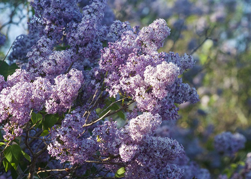 Purple Lilacs