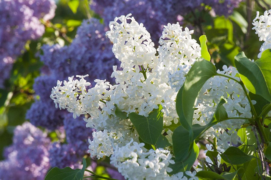 White Lilacs  