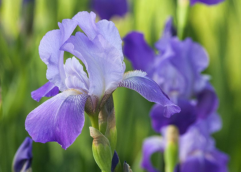 Irises