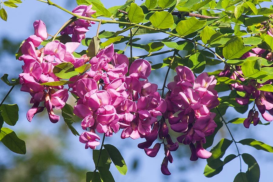 Robinia Blossoms