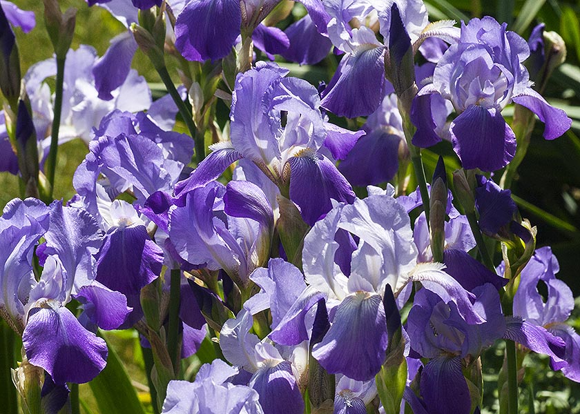 Blue Irises