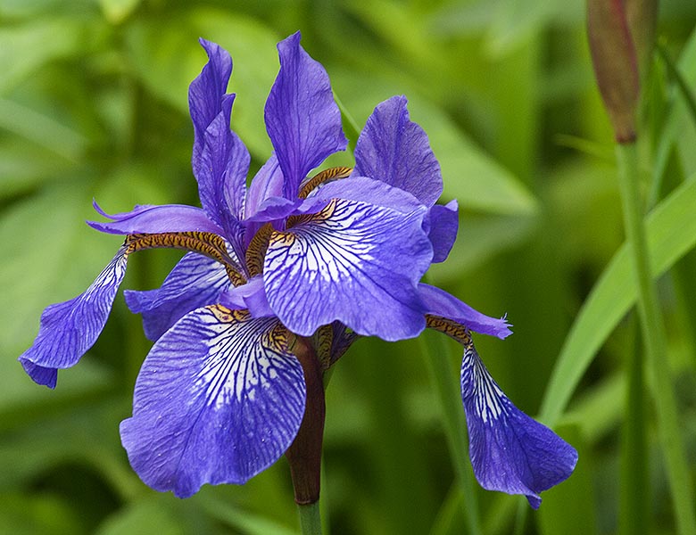 Blue Flag
