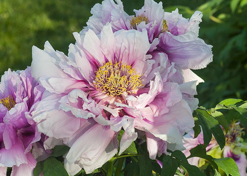 Double Pink Tree Peony