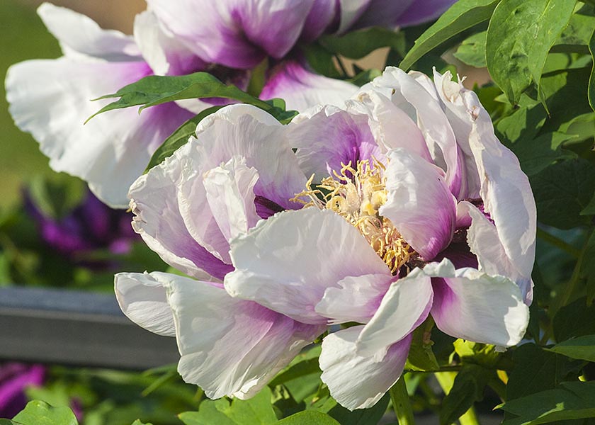Tree Peony