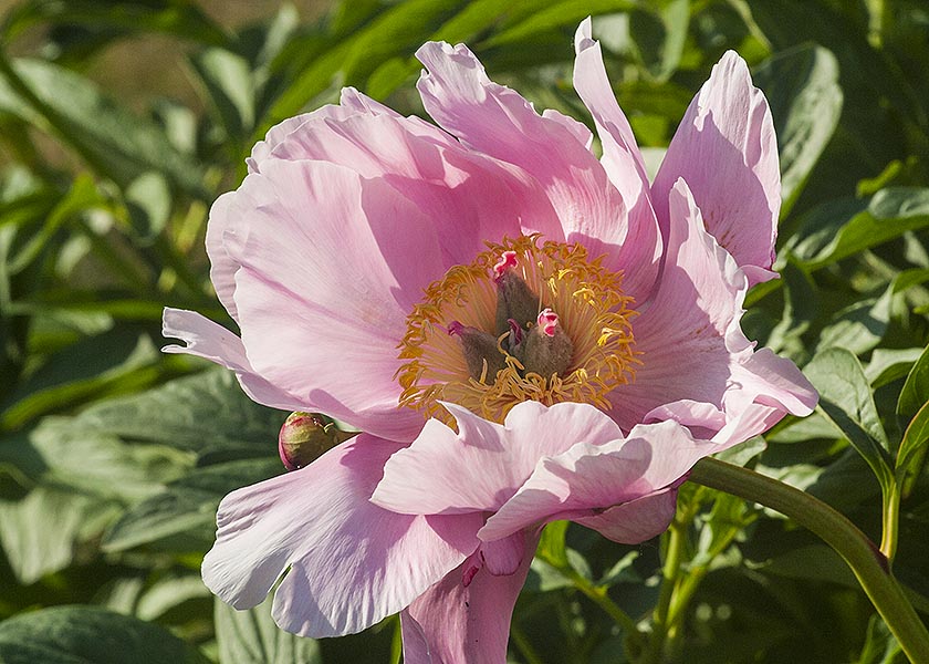 Single Pink Peony