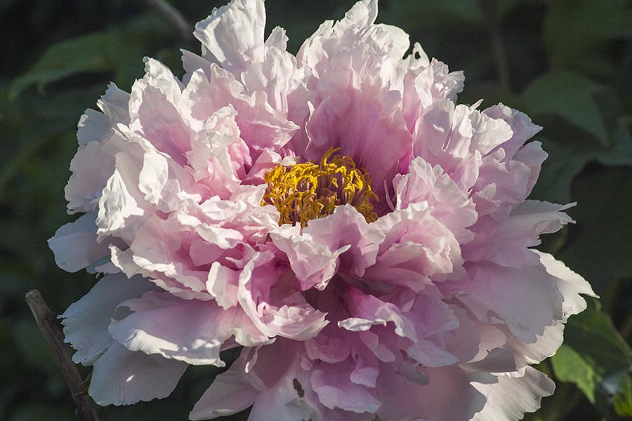 Beauty in the Evening Sun