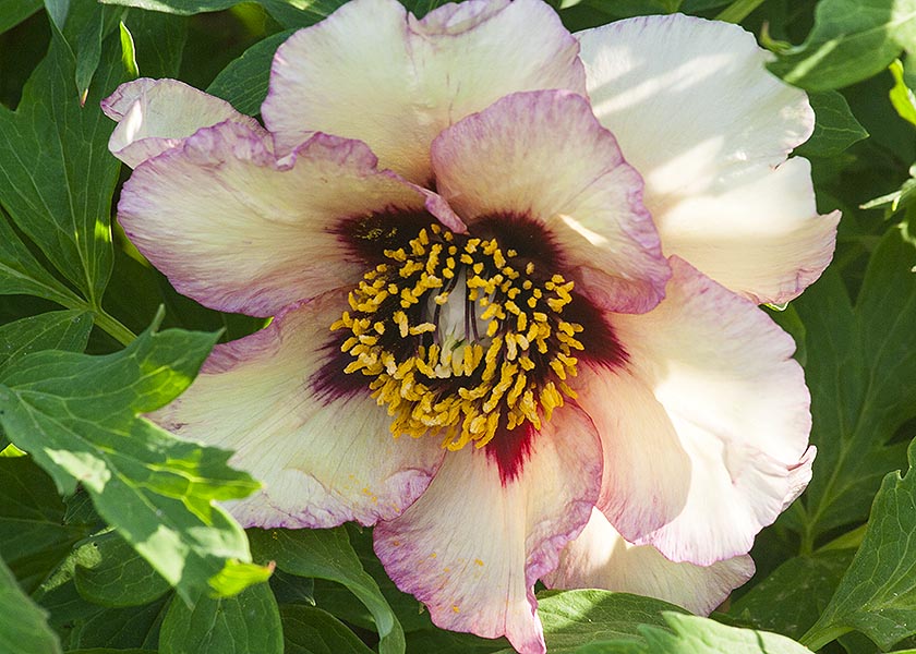 Yellow Tree Peony
