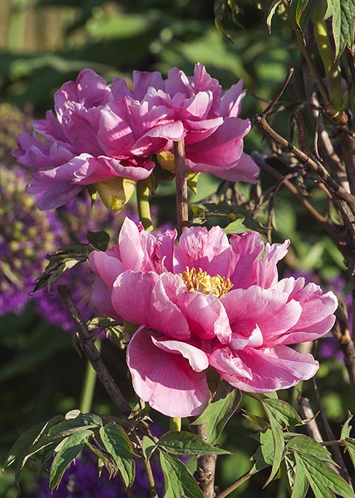 Deep Pink Twins