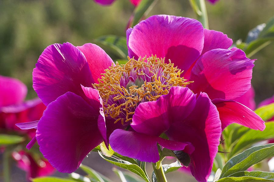 Single Red Peony